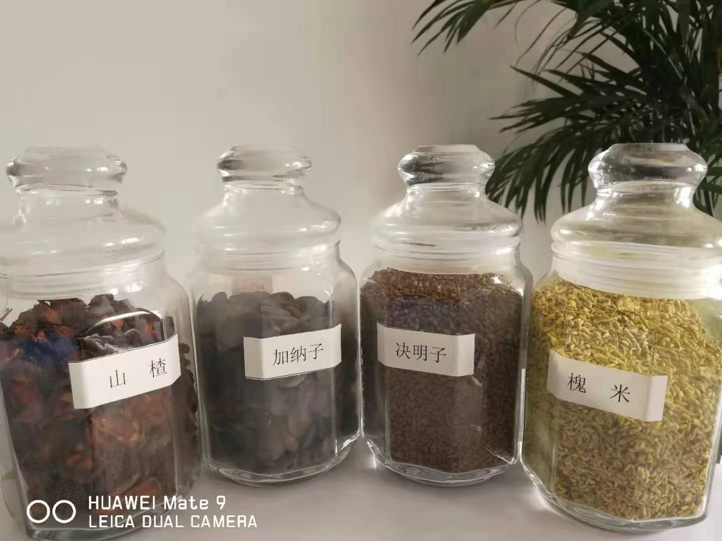 河北冷榨油茶籽油