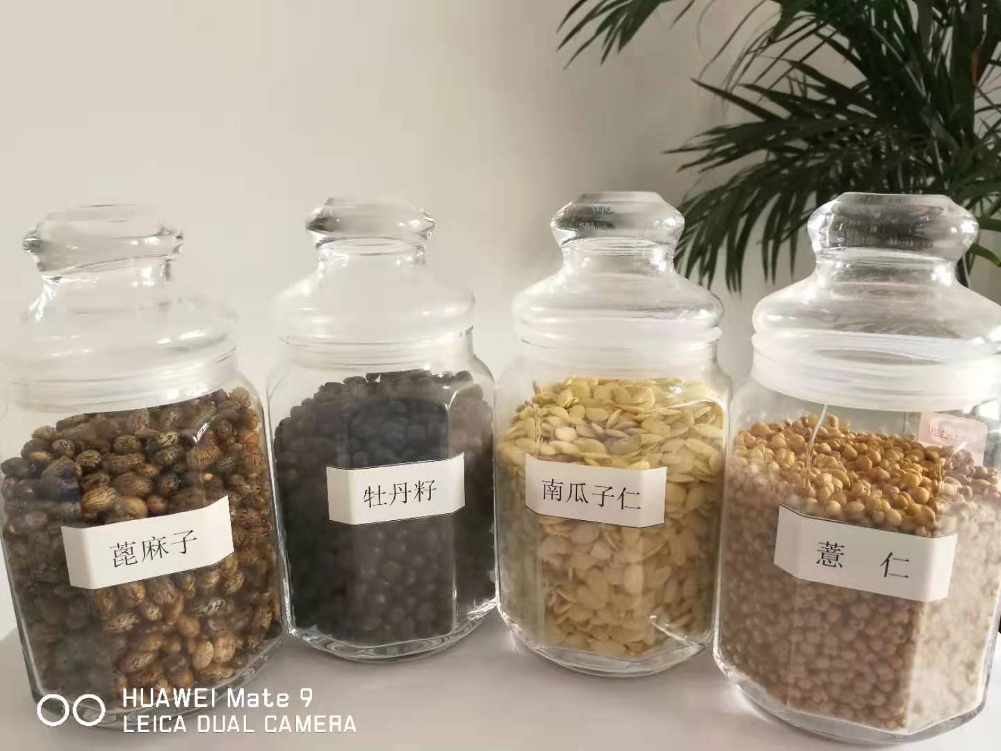 河北低温冷榨油茶籽油